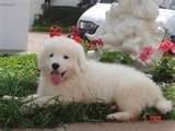 Kuvasz dog graphics