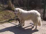 Kuvasz dog graphics