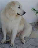 Kuvasz dog graphics