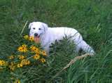 Kuvasz dog graphics