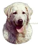 Kuvasz dog graphics