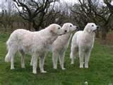 Kuvasz dog graphics