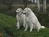 Kuvasz dog graphics
