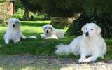 Kuvasz dog graphics