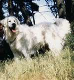 Kuvasz dog graphics