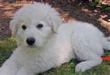 Kuvasz dog graphics