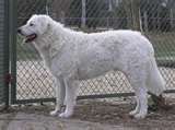 Kuvasz dog graphics