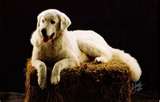 Kuvasz dog graphics