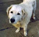 Kuvasz