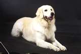 Kuvasz dog graphics