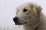 Kuvasz dog graphics
