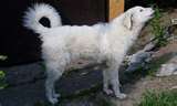 Kuvasz dog graphics