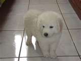 Kuvasz dog graphics