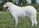 Kuvasz dog graphics
