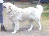 Kuvasz dog graphics