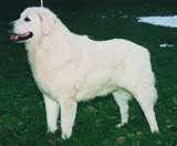 Kuvasz