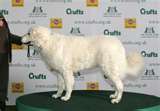 Kuvasz dog graphics