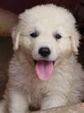 Kuvasz dog graphics