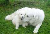 Kuvasz dog graphics