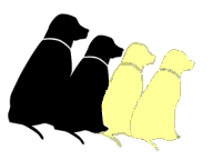 Labrador dog graphics