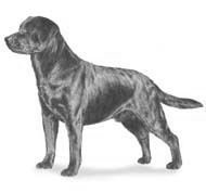 Labrador