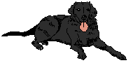 Labrador dog graphics