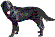 Labrador dog graphics