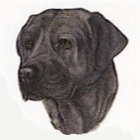 Labrador