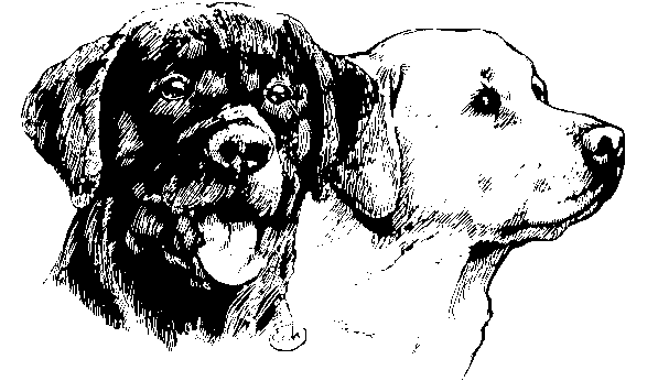 Labrador dog graphics