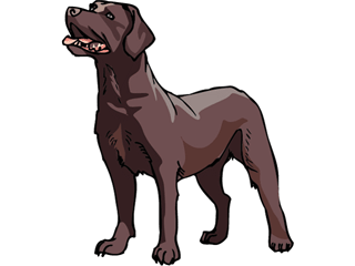 Labrador dog graphics