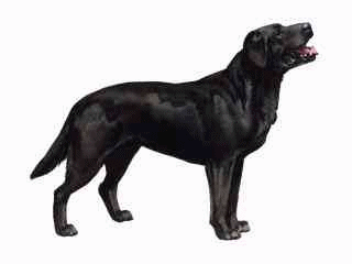 Labrador dog graphics