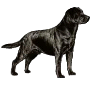 Labrador dog graphics