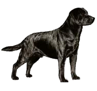 Labrador