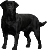 Labrador dog graphics