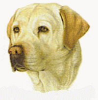 Labrador dog graphics