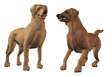 Labrador dog graphics