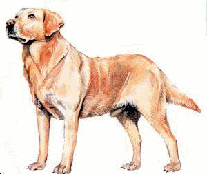 Labrador dog graphics