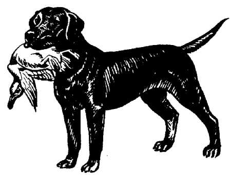 Labrador dog graphics