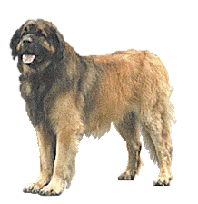 Leonberger dog graphics