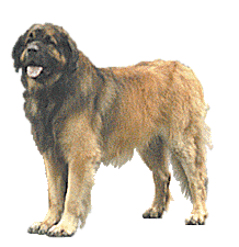 Leonberger dog graphics