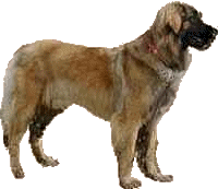 Leonberger