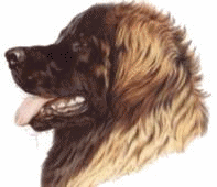 Leonberger dog graphics