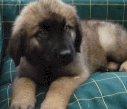 Leonberger dog graphics