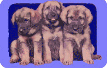Leonberger dog graphics