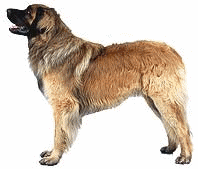 Leonberger dog graphics