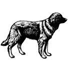 Leonberger dog graphics