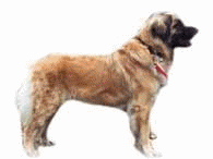 Leonberger dog graphics