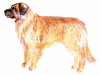 Leonberger