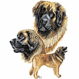 Leonberger dog graphics