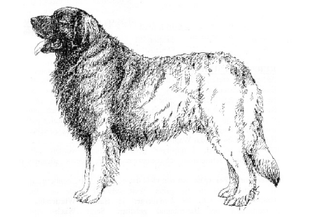 Leonberger dog graphics